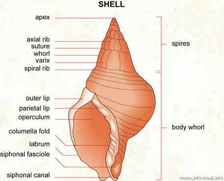 Shell  (Visual Dictionary)